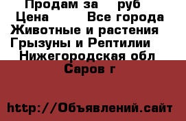 Продам за 50 руб. › Цена ­ 50 - Все города Животные и растения » Грызуны и Рептилии   . Нижегородская обл.,Саров г.